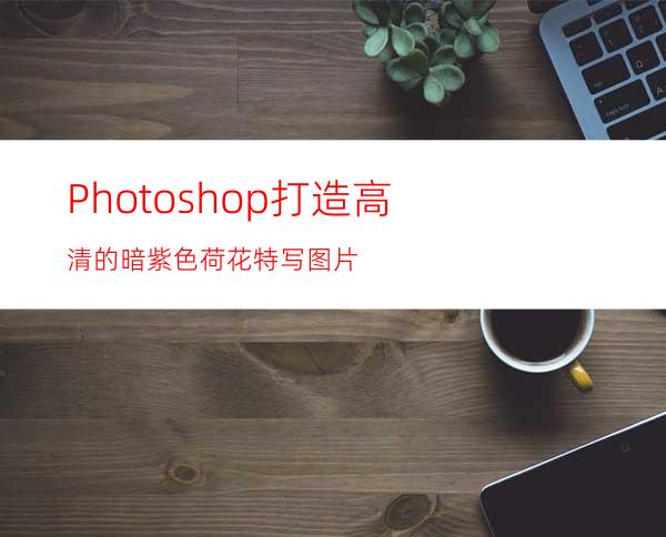 Photoshop打造高清的暗紫色荷花特写图片